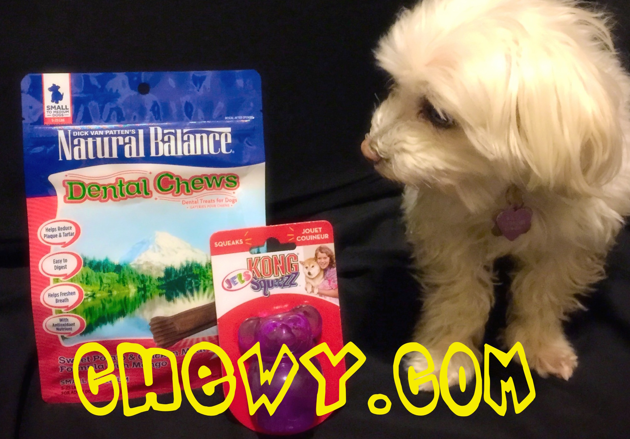 Splashing Into Summer with Your Pup!